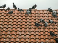 strecha-s-holuby